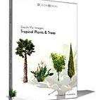 Tropical Plants & Trees