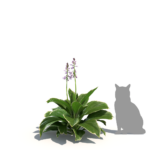 Plantain Lily 'Francee' TN